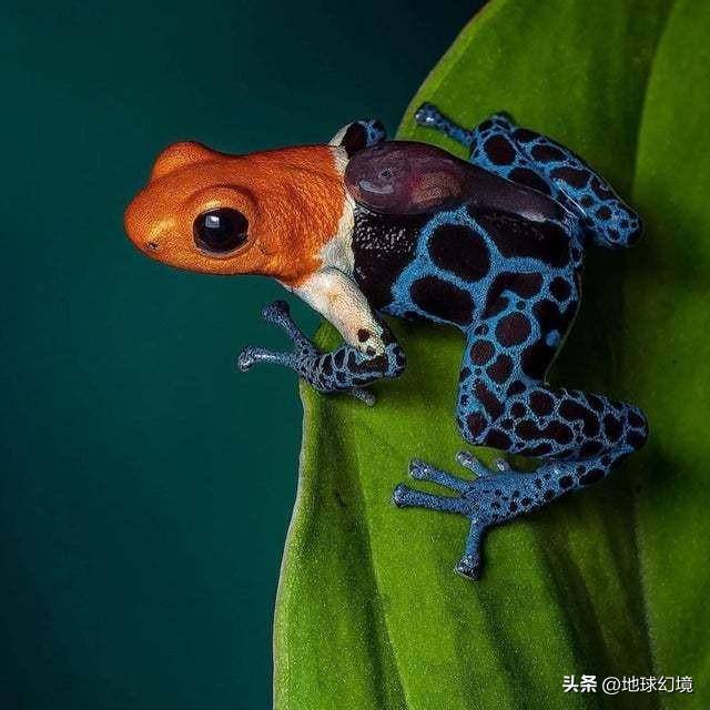世间罕有生物_苏泊罕大草原有湖吗_世界罕见生物
