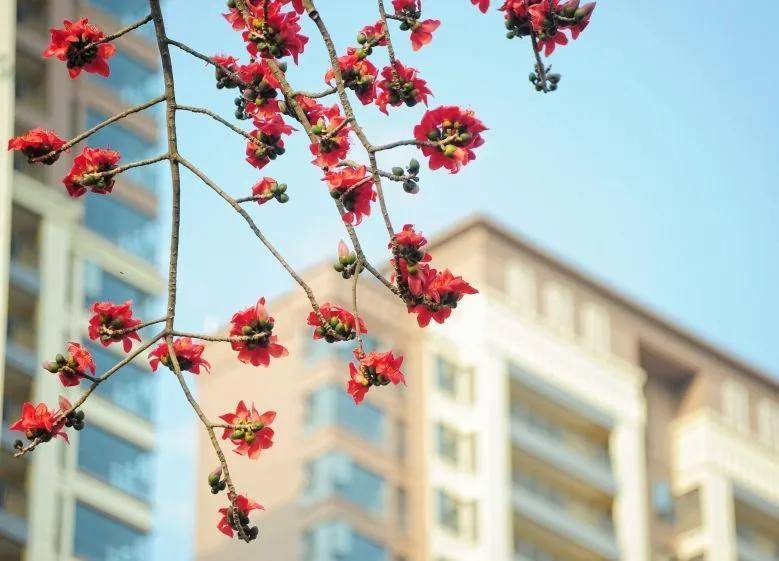 大片！钦州市区那些花海美哭了！你带着她，她带着丝巾