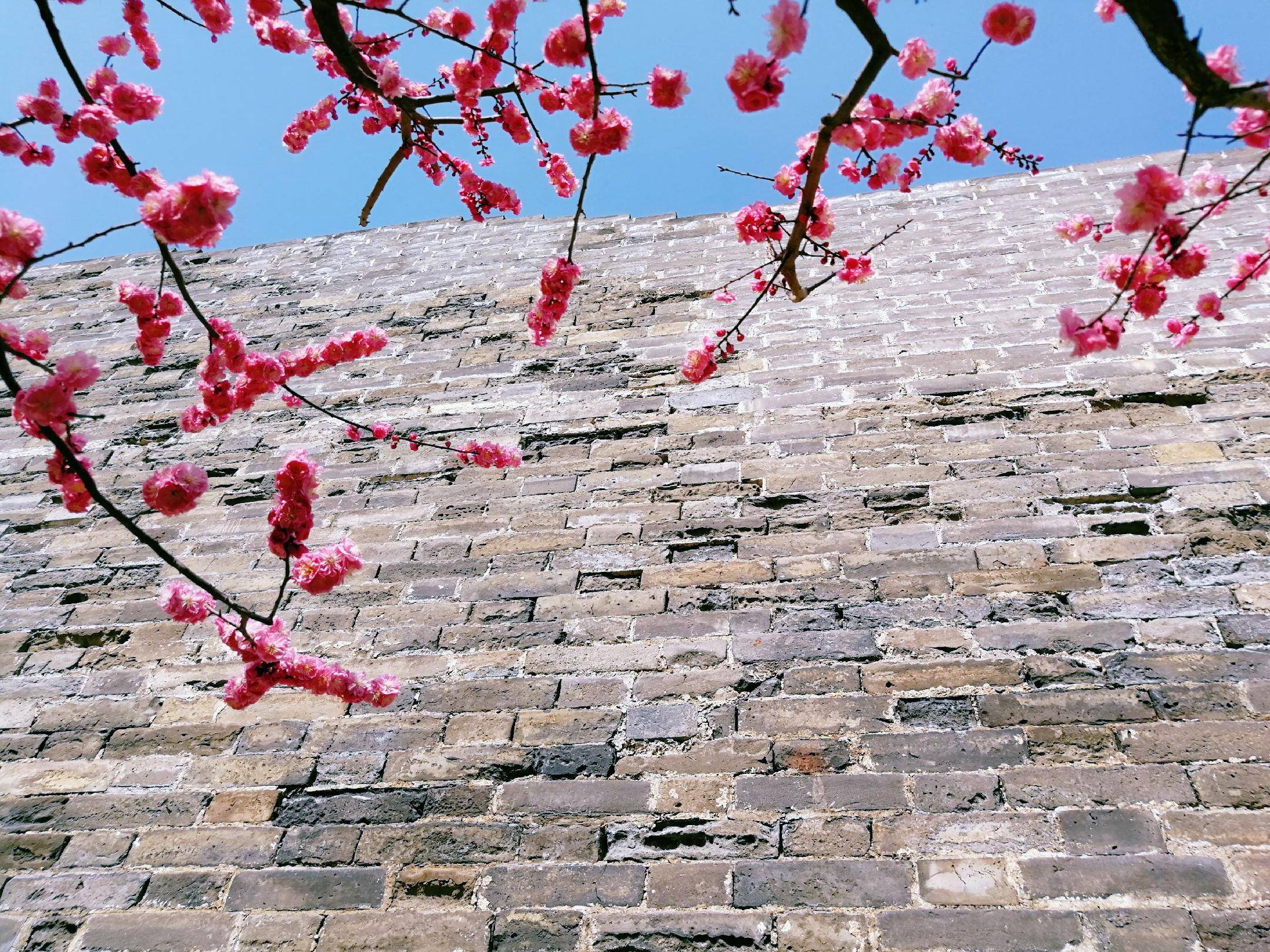 春日赏花图鉴，北京那片梅花即将盛开，就在二环里