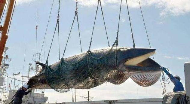 �ձ�Ϊʲô��ֲ�ɱ���㣿������Ϊ�˳��⣬������ͼֵ�� ...