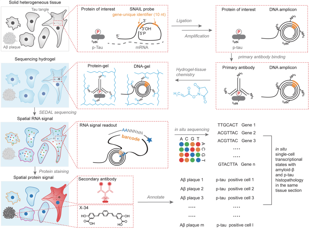 Nat Neurosci | 新型空间测序手艺切确测定阿尔兹海默症中脑细胞的变革