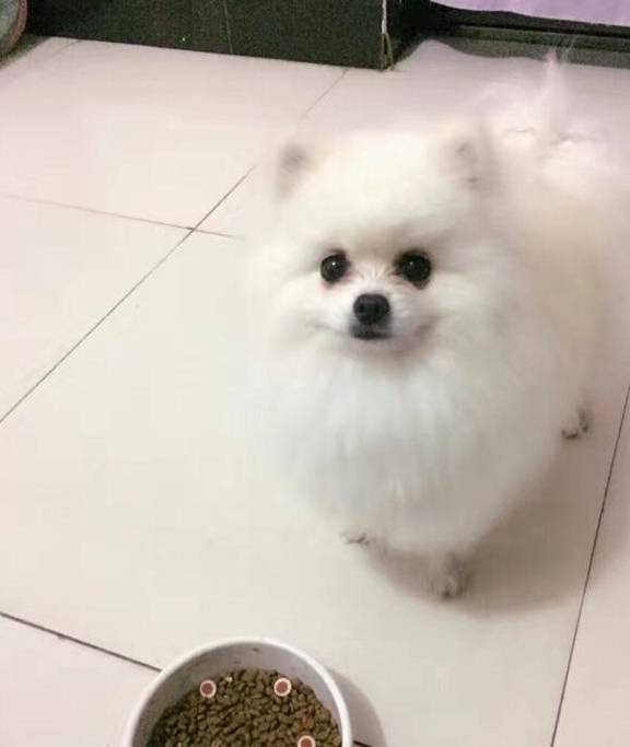 想让博美犬更标致，多给它们吃那些食物，美毛的“好辅佐”！