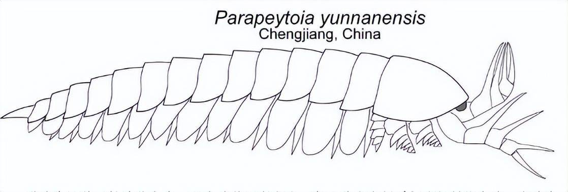 寒武纪那群千奇百怪的生物之似皮托虫