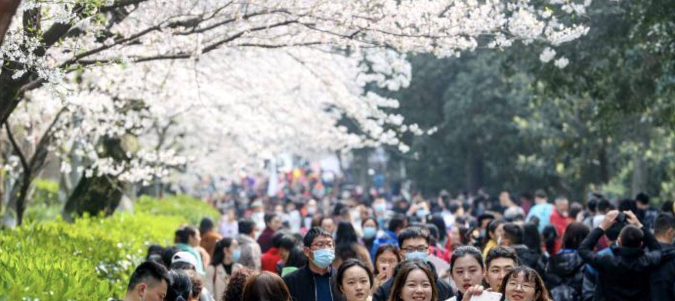 万余名医护人员共赴武汉大学“樱花之约”，共赏樱花，情意浓浓