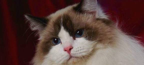 你对木偶猫了解多少？