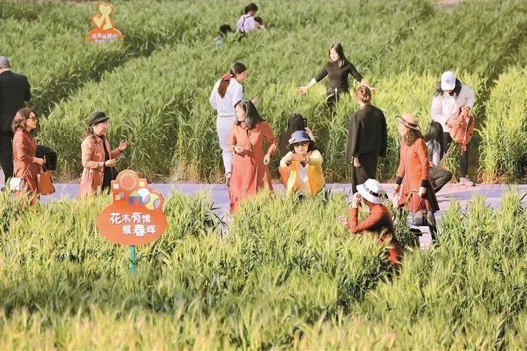 打卡深圳最美花海，春天与花儿有个约会