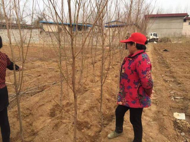 春天到了为何农民纷纷种树而不是种植农作物了看老农怎么说完美电竞(图4)
