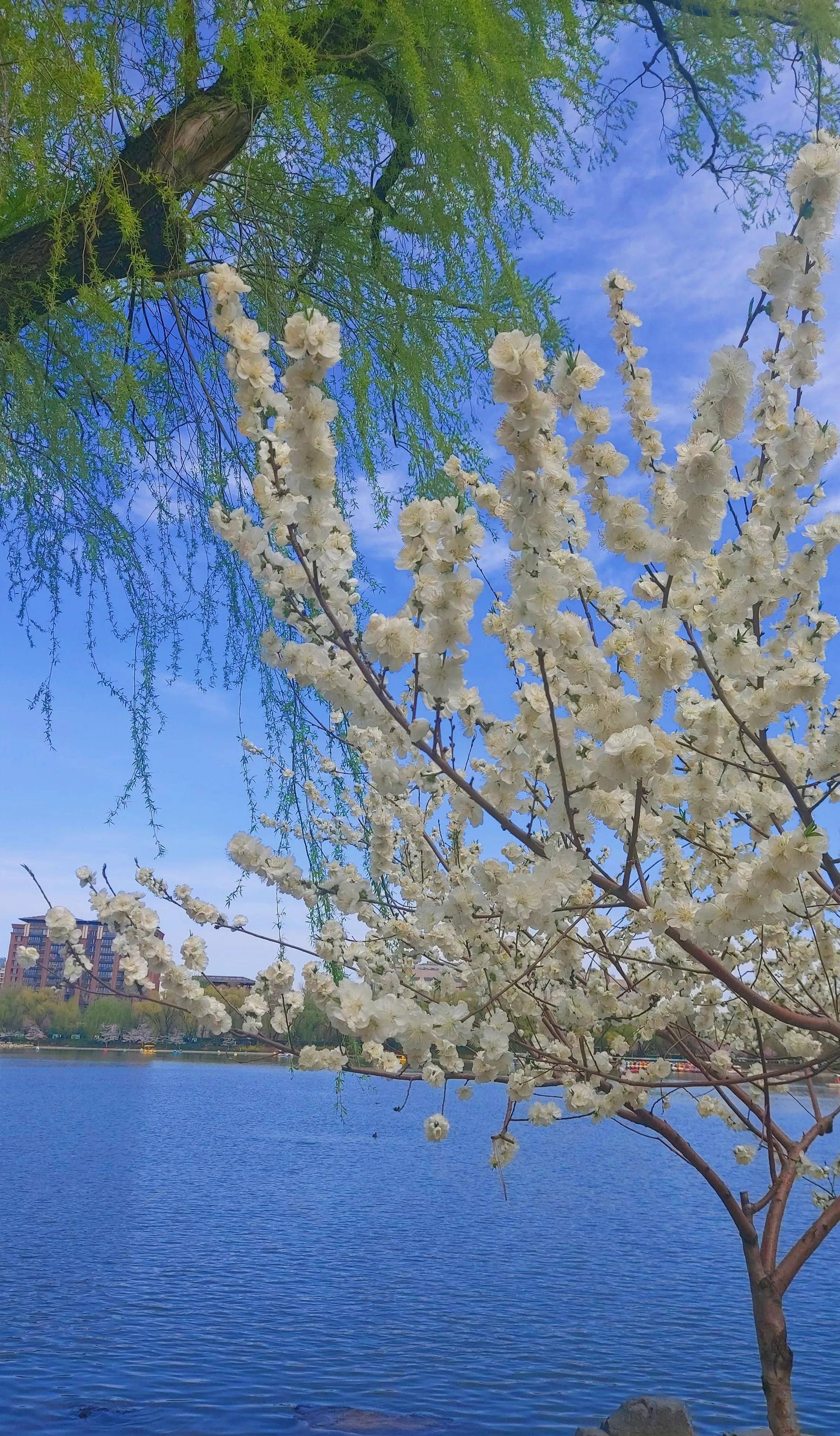 玉渊潭樱花节：水嵋潭幽三千尺，不及樱花送我情