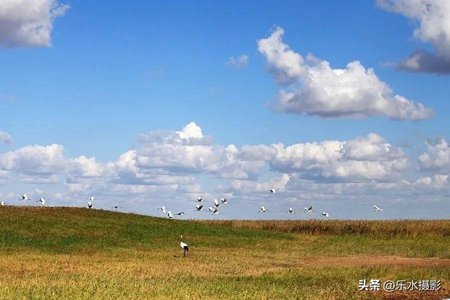 丹顶鹤在水里的样子太美了，跳起舞来更美