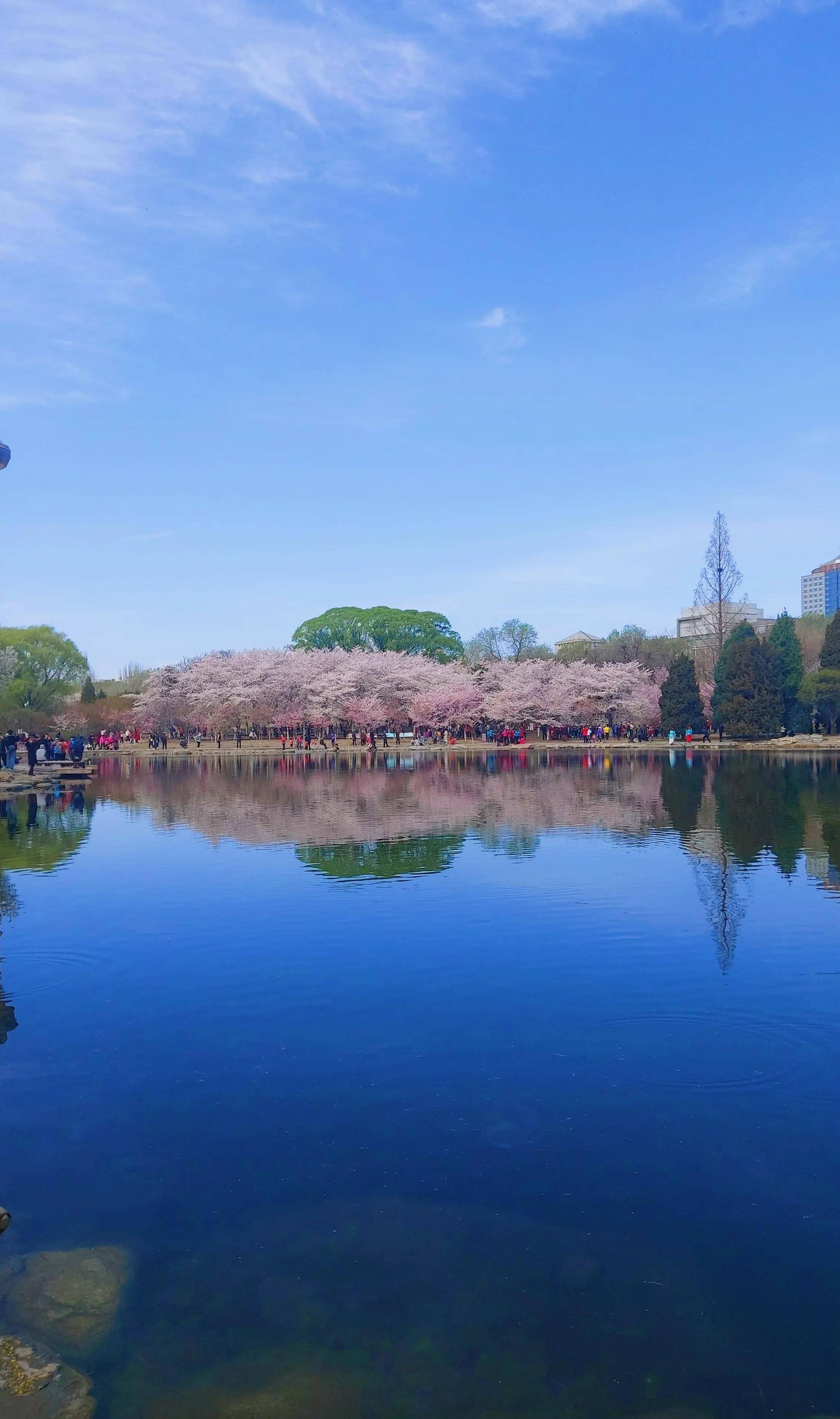 玉渊潭樱花节：水嵋潭幽三千尺，不及樱花送我情