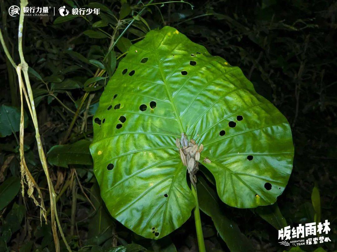 陪你去雨林 | 一群少年摸索家6天5晚西双版纳雨林之旅