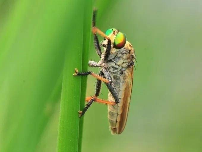 涨破千元大关，此“虻”非“水虻”牛虻的人工训养手艺