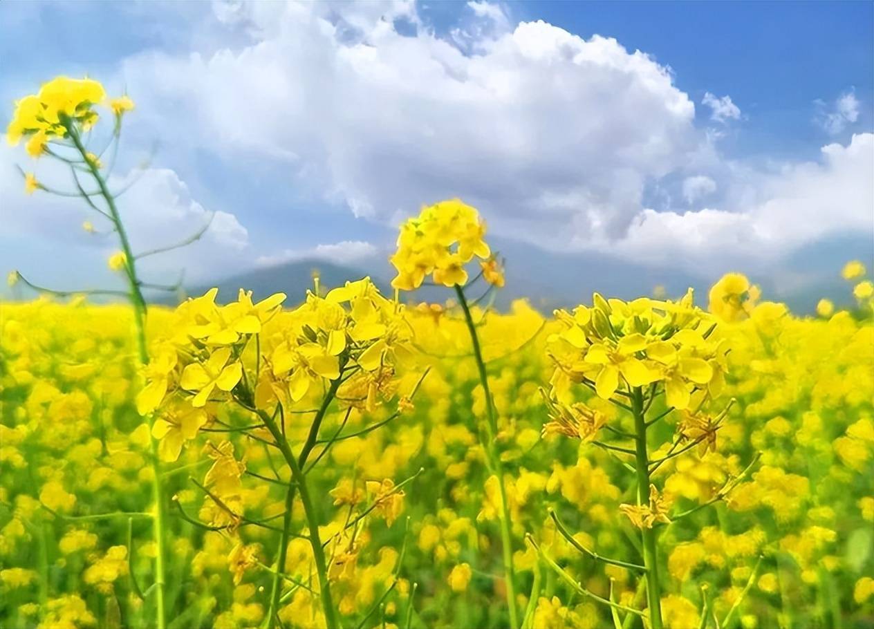 【原创诗词】周嗣远 | 繁卉虬枝飞落乱，泥尘香暗入君怀（诗词十九首）