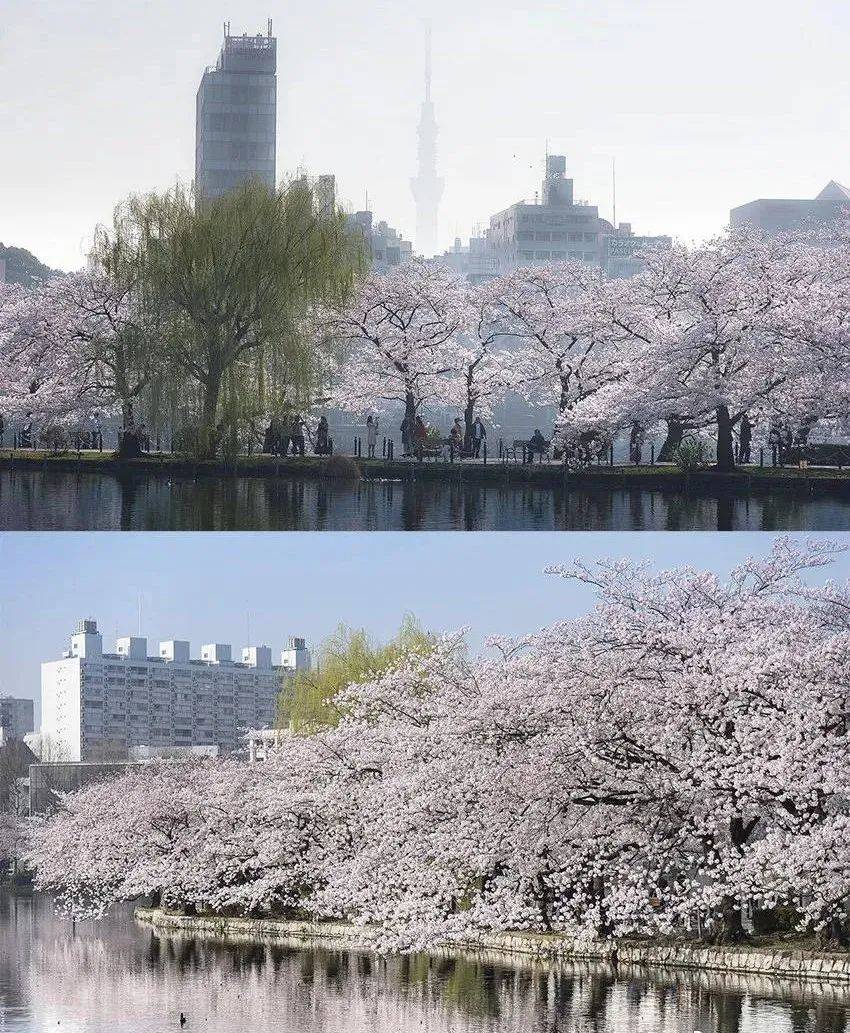 中日韩最美赏樱目标地都在那了！多国打消对华入境限造，彼此免签放宽“门槛”