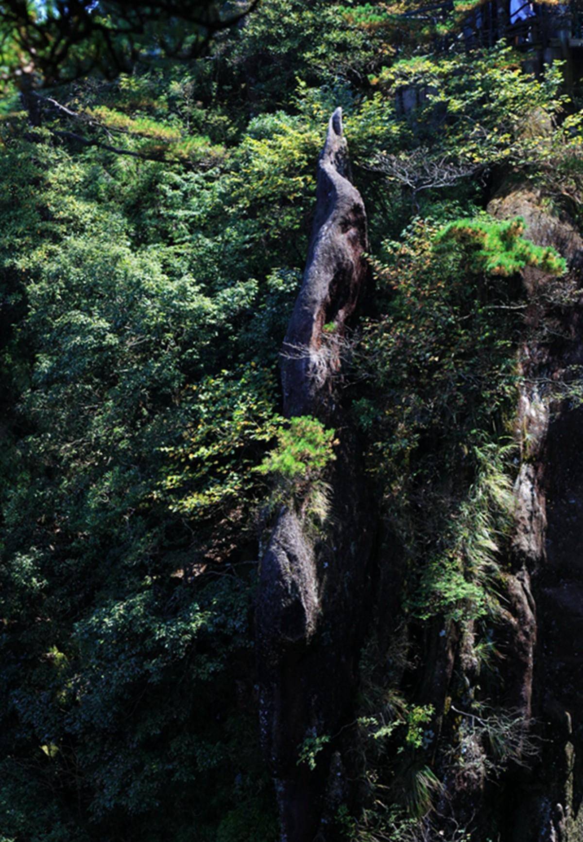 三清山：奇峰怪石、古树名花、流泉飞瀑、云海雾涛