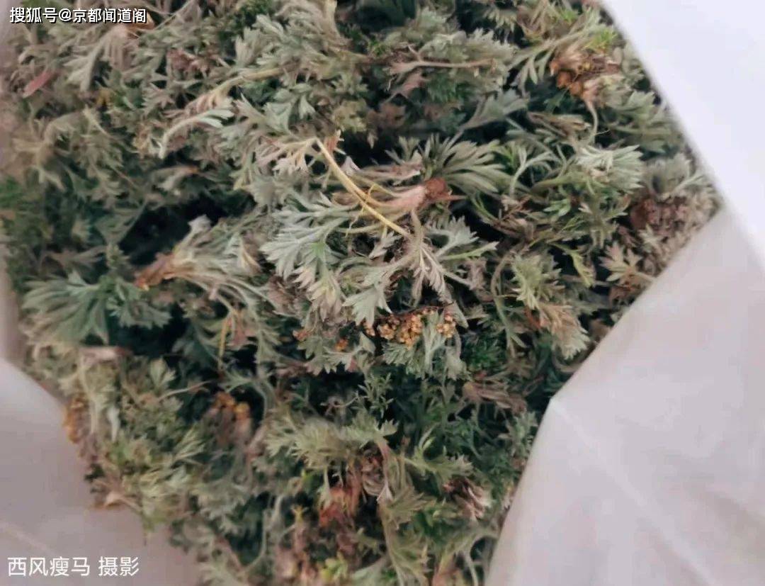 摄影配诗：茵陈（外两首）