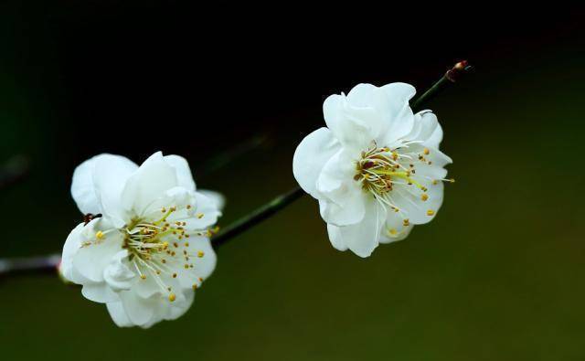 花开花落，随缘自由！