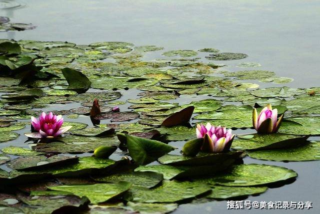 今日立秋，立秋呈现打雷下雨，有什么征兆吗？看看前人留下的谚语