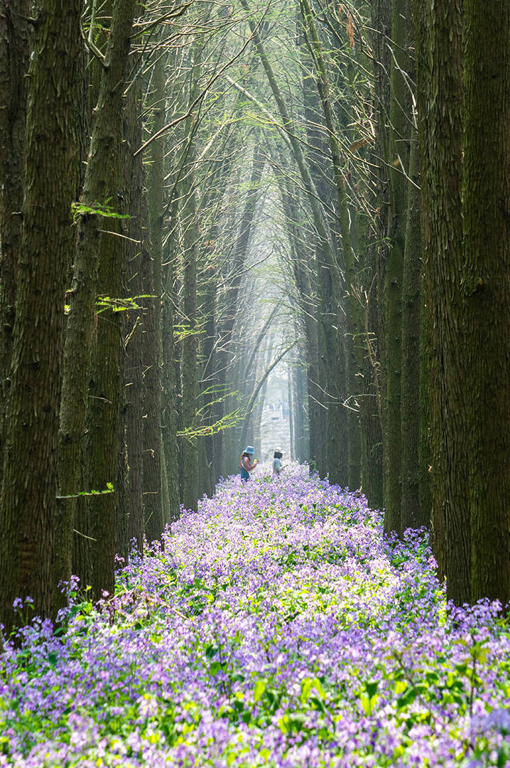 《春之隧》江苏兴化李中水上森林公园。黎鸣 摄《江南》无锡高子水居，是