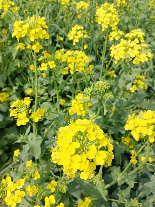 家乡的油菜花开了