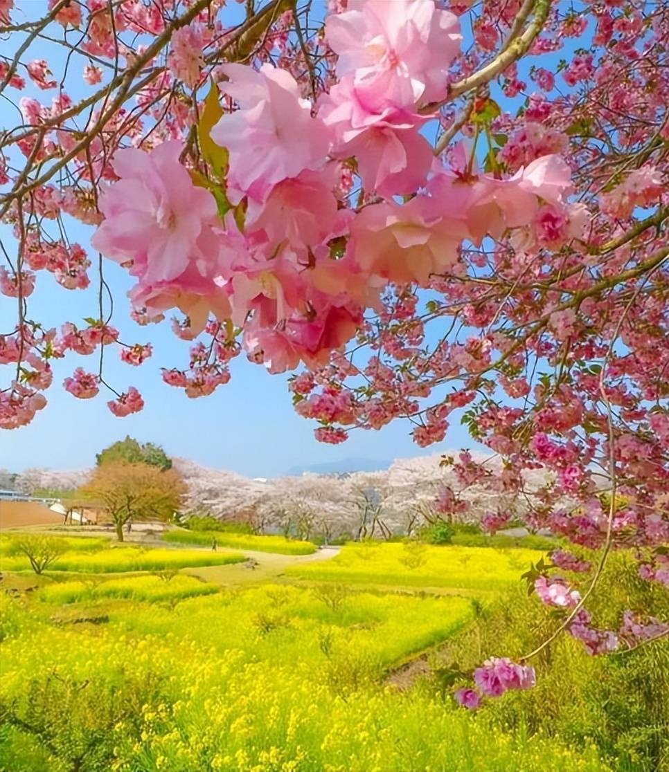 【原创诗词】周嗣远 | 酒至三巡人未醒，梅香桃艳李花馨（诗词十四首）