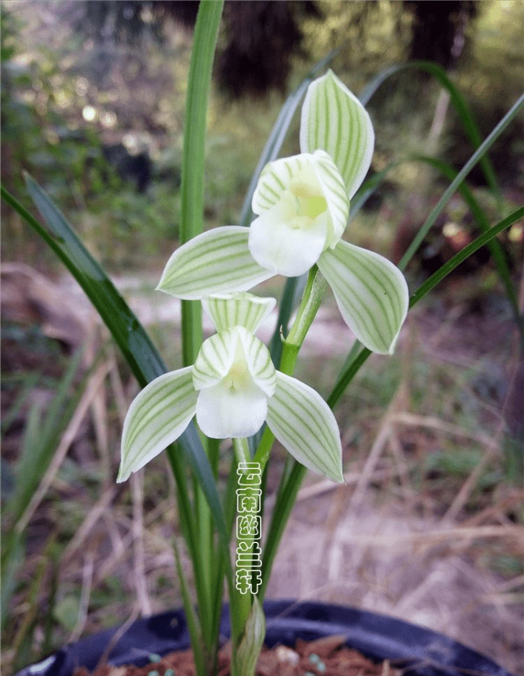 那种兰花花香芳香清远，花容肃静严厉清秀，阳台有空地，赶紧养一盆