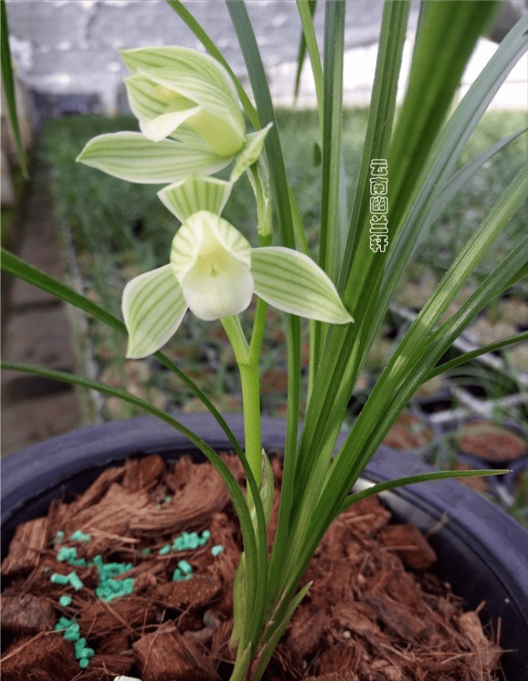 那种兰花花香芳香清远，花容肃静严厉清秀，阳台有空地，赶紧养一盆