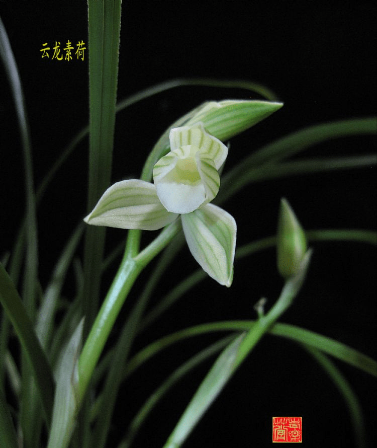 那种兰花花香芳香清远，花容肃静严厉清秀，阳台有空地，赶紧养一盆