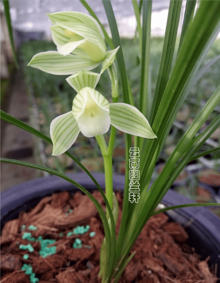 那种兰花花香芳香清远，花容肃静严厉清秀，阳台有空地，赶紧养一盆