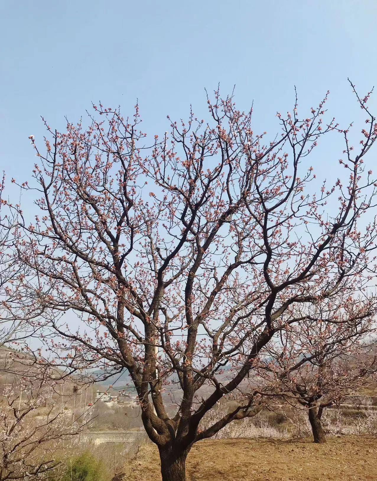 济南近郊一日游之赏杏花攀山头钻子房洞打泉水逛大集~