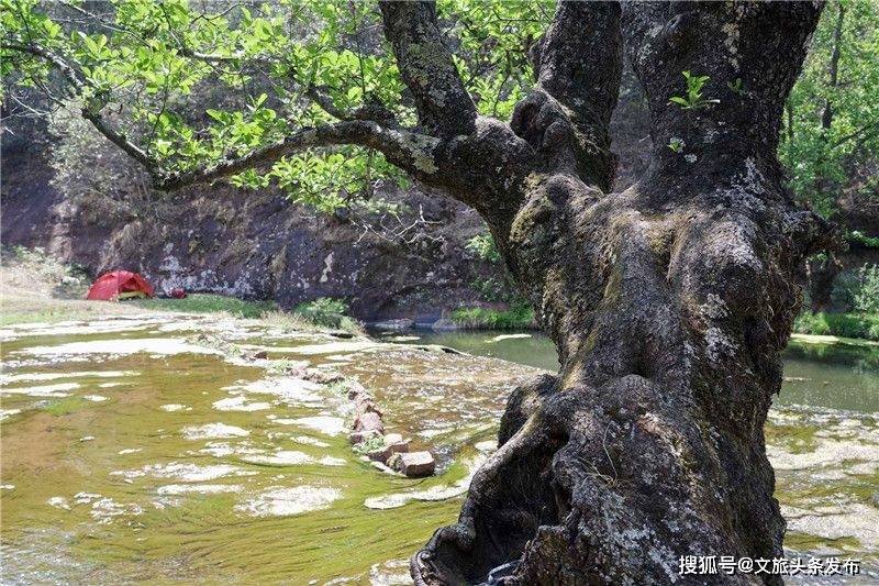 3月25日 玩转武定牡丹文化旅游节