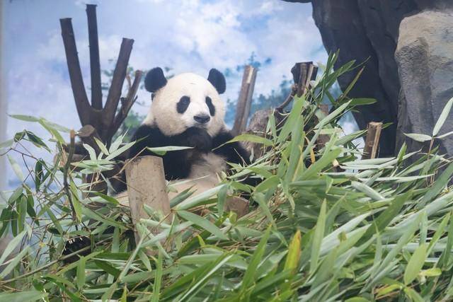 原创一路走好！大熊猫宝新已确认去世，生前多器官功能衰竭让人心痛！