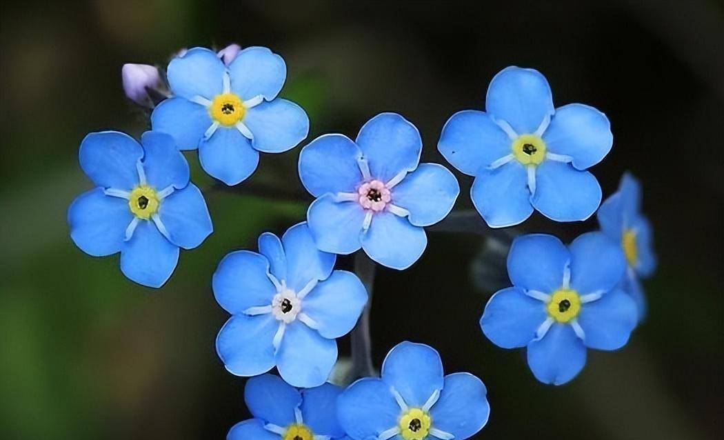 定情之花勿忘我的养护办法，新手服膺那6点，株型和花色没得说