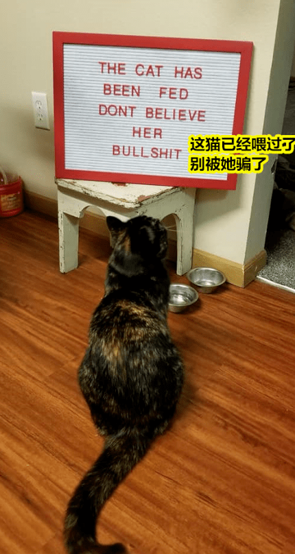 出名网红大橘猫因为胖，被仆人贴牌子“不要喂食”，网友：欺负猫不识字吗？