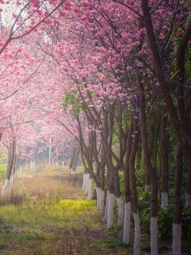 “校花”来袭，满园春色关不住，一路来看看你的学校