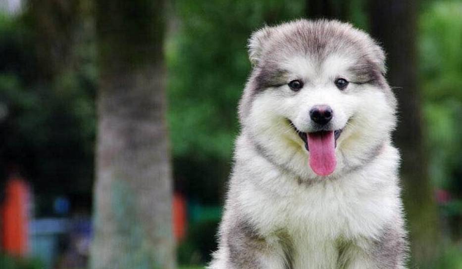 原創(chuàng)阿拉斯加幼犬狗糧什么牌子好？