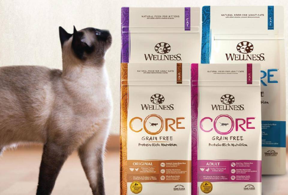 猫咪品种大全介绍，宠主们来看看你认识几种猫咪吧！