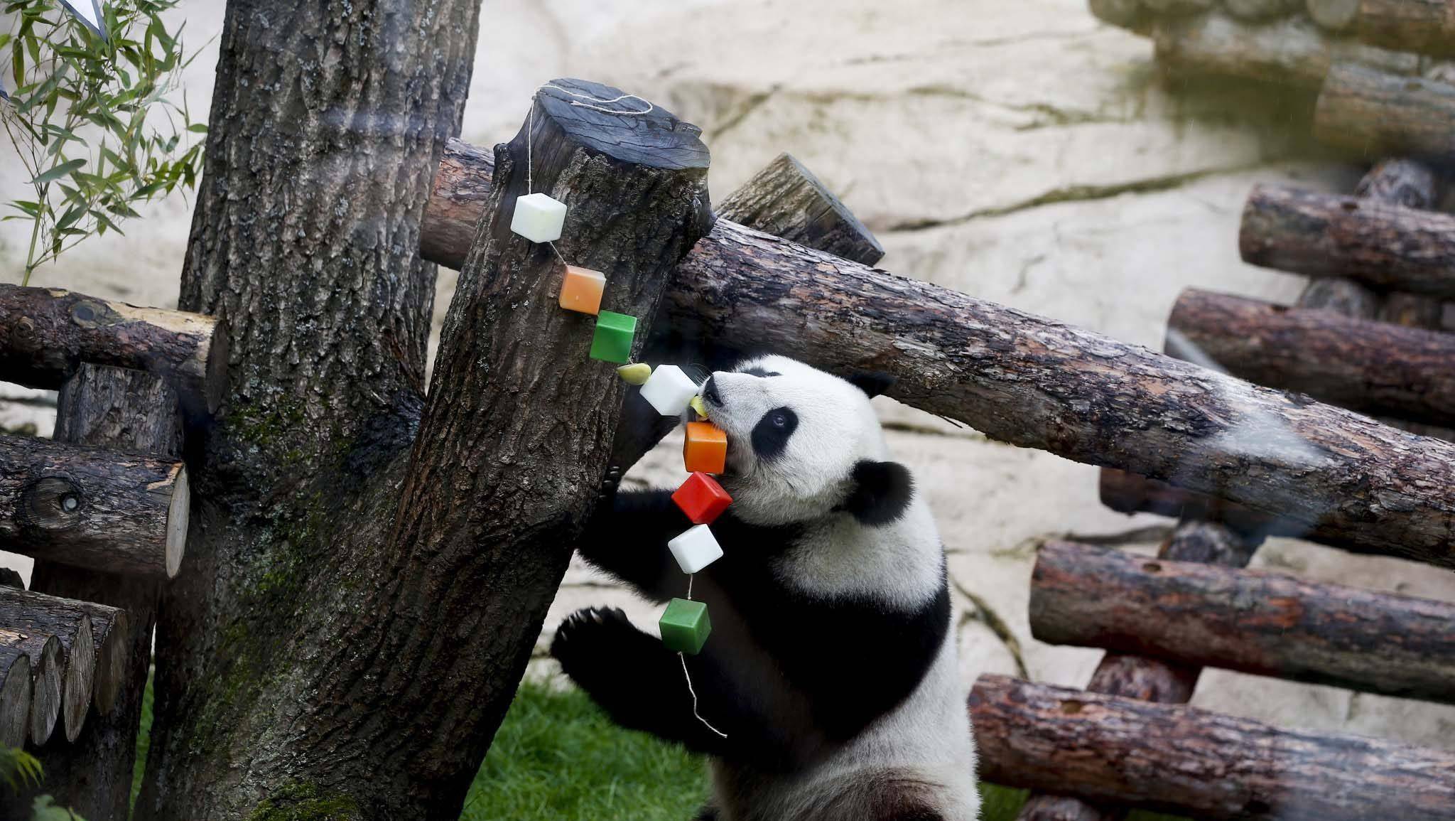 俄罗斯这是养功夫熊猫？大熊猫如意一年长胖40斤，会有健康问题吗