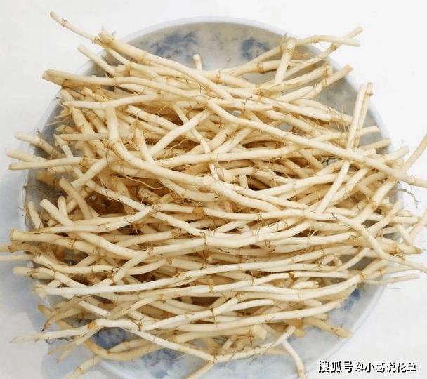 第四种：鱼腥草很少有人能接受鱼腥草的味道。到现在都不知道是什么味道