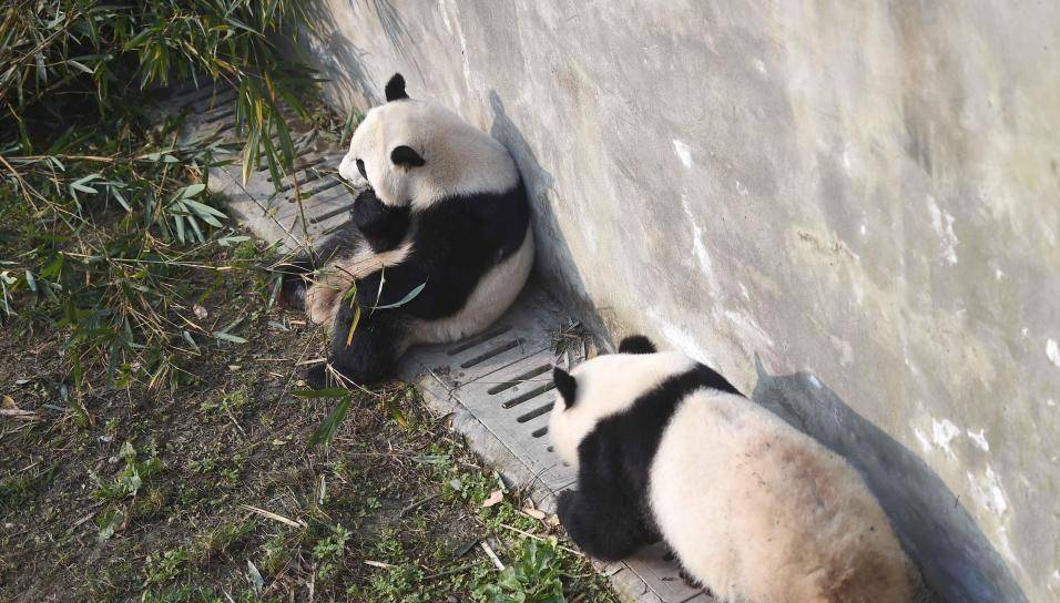 俄罗斯这是养功夫熊猫？大熊猫如意一年长胖40斤，会有健康问题吗