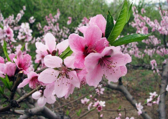 请赏识峨眉山市诗词研究协会第一期《花》