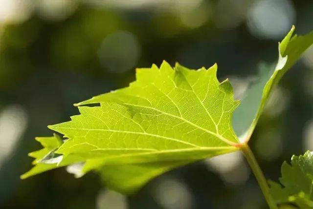 4月份葡萄办理有妙招！做好下面那些办法，包管葡萄丰产稳产