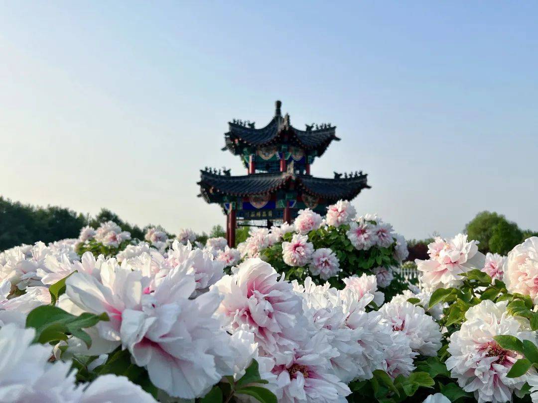 菏泽牡丹节①|曹州牡丹甲全国 探秘菏泽牡丹“缘”