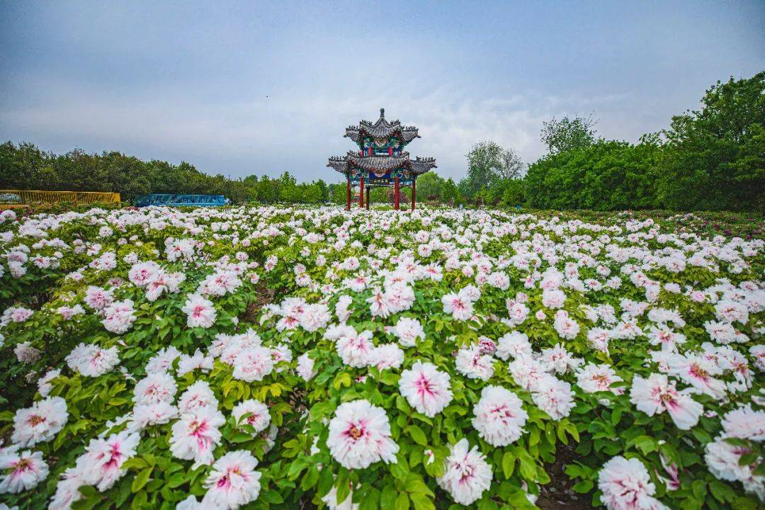 菏泽牡丹节①|曹州牡丹甲全国 探秘菏泽牡丹“缘”