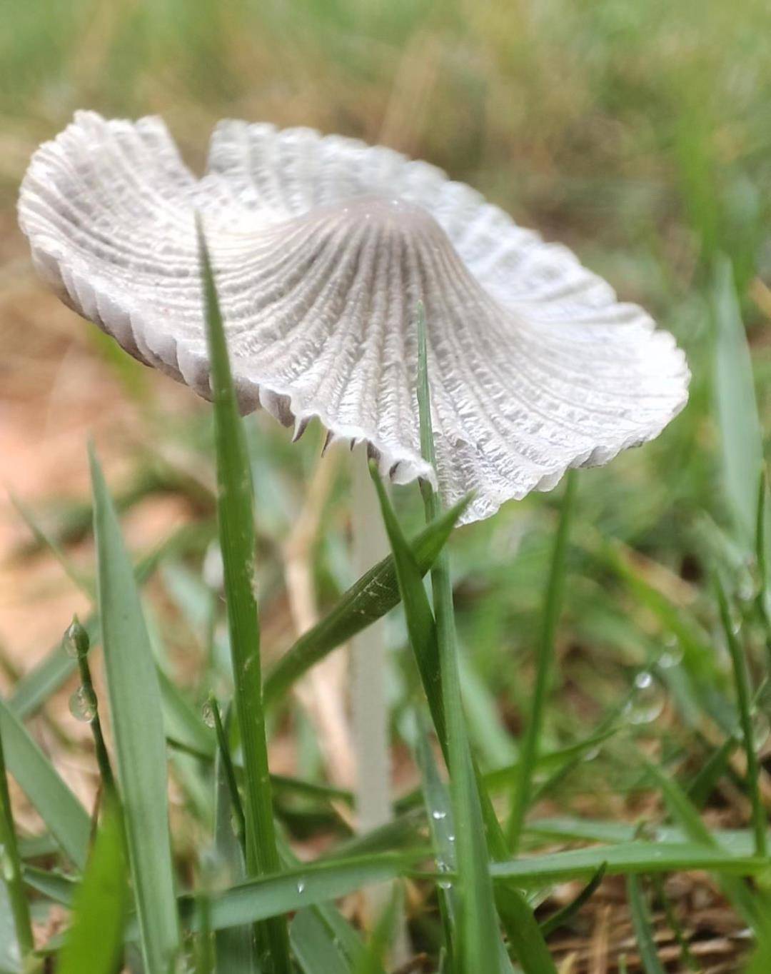 留意！那种“鬼伞”蘑菇万万别采！深圳一地已发现