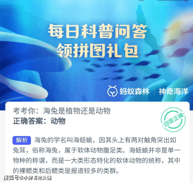 考考你：海兔是动物仍是动物？蚂蚁丛林奇异海洋