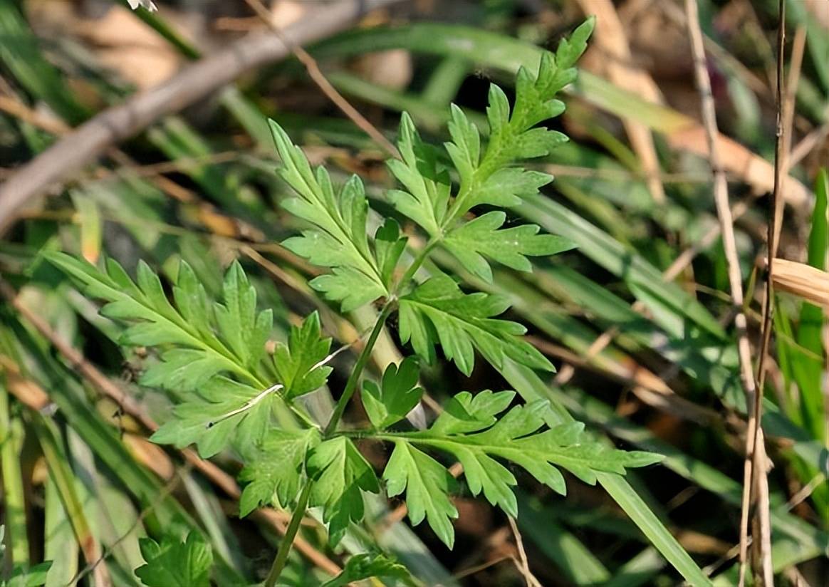 农村人称“还魂草”，全草有毒，却对“风湿”有效果，价值珍贵