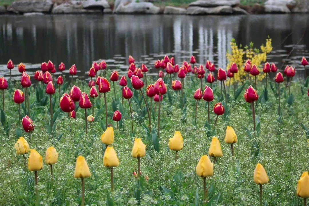 花韵缀城 || 我认可，我确实是个“花痴”！