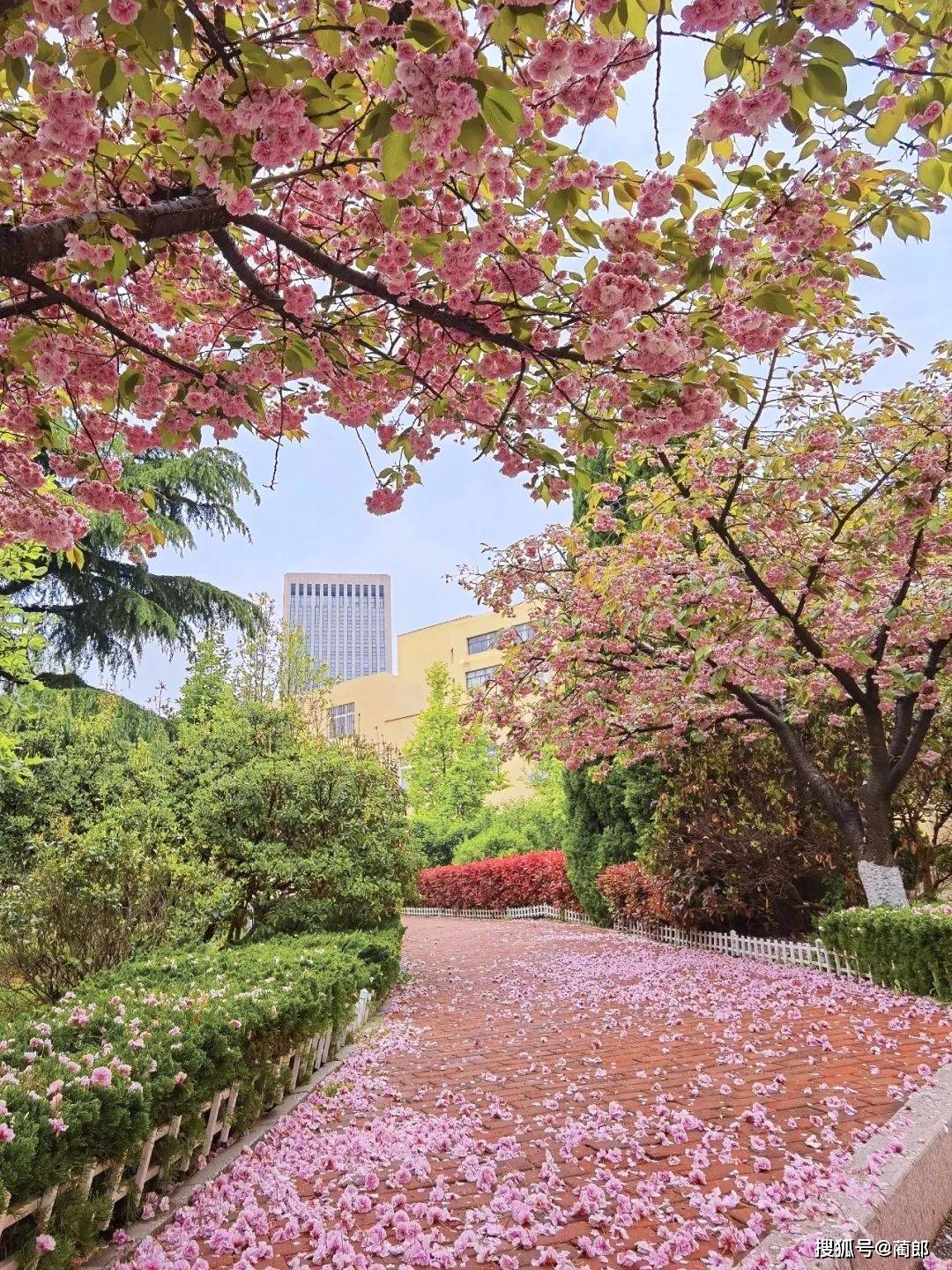 北方樱花之城：4月不来那座樱花开满的城市看看，会遗憾整个春天