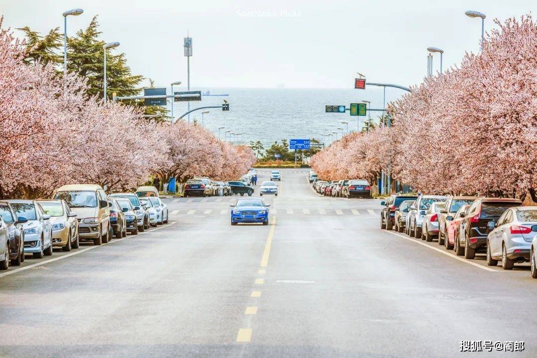 北方樱花之城：4月不来那座樱花开满的城市看看，会遗憾整个春天